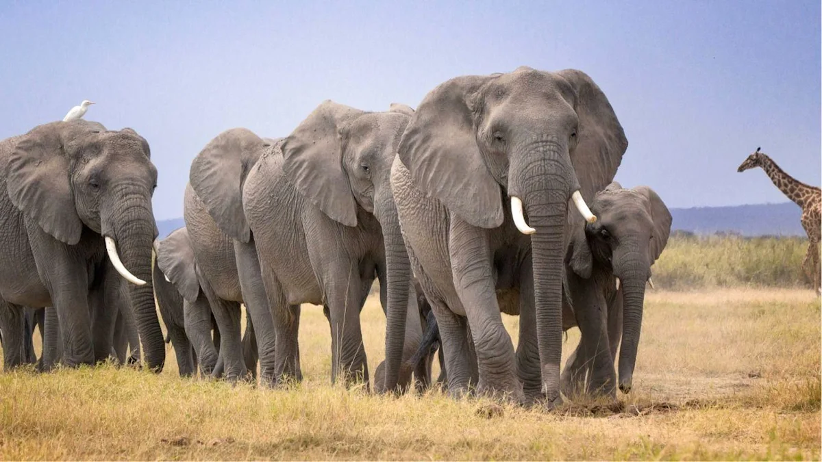 Kematian Misterius 14 Gajah Di Kenya Memicu Penyelidikan Mendesak